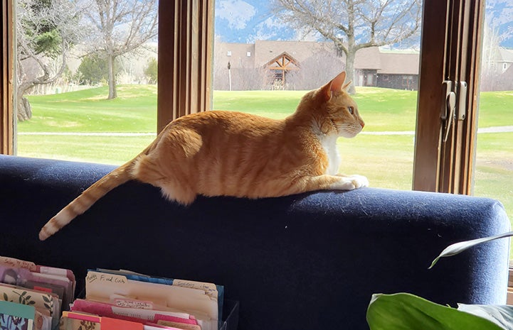 Newton the cat lying on the back of a couch looking out a window